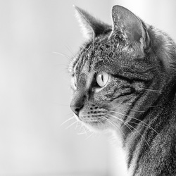 Chats